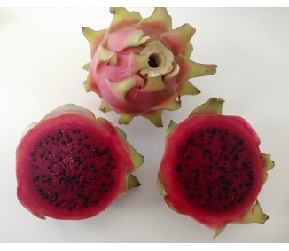 Pitahaya Roja