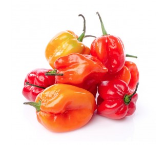 PIMIENTO HABANERO